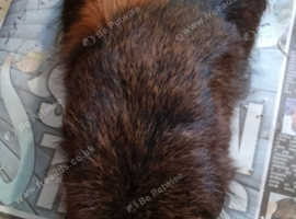 Guniea pig