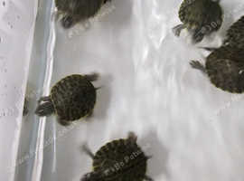 Baby Green River side Turtles,4