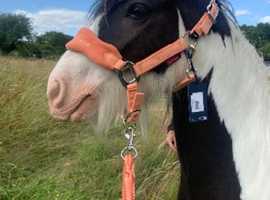 13 hh piebald cob