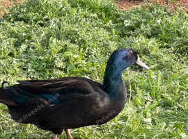 2 x Male Cayuga ducks 1 yrs old