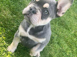 French bulldog