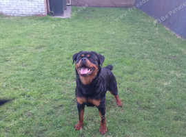 Stunning rottweiler girl 15 months old