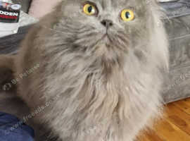 blue british longhair