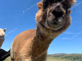 Alpacas for Sale - Halter trained & Breeding Females & Pets | North Wales