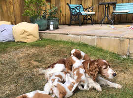 3 gorgeous boy Welsh springer spaniels looking for there forever homes