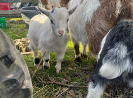 4 month Pygmy wether SOLD