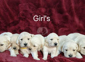 KC registered Golden Retriever puppies