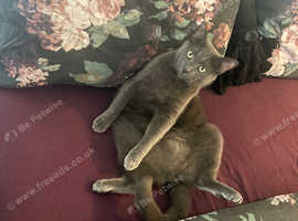 Russian Blue and Tuxedo