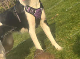 Rehoming my collie - please read