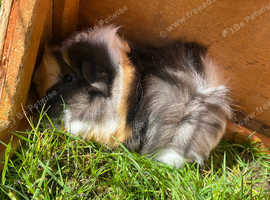 2 baby male Guinea pigs for sale