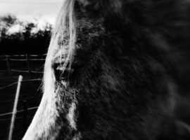 Two love Arab mares for permanent loan