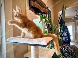 Ginger Maine Coon Kitten