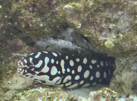 Marine - large Skeletor Eel for rehoming