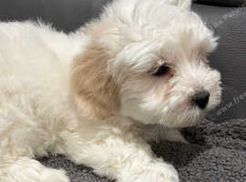 Coton De Tulear Puppy