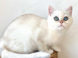 Reverie Rare Copper Silver British Shorthair