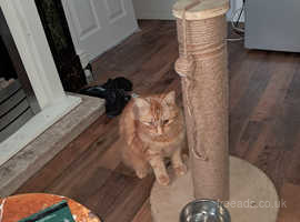 Longhair Ginger cat he is one year old boy his date of birth 2nd