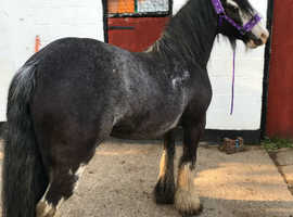 Pretty blagdon mare for sale