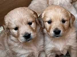 Golden Retriever Purebred Puppies