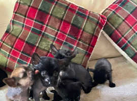 Six gorgeous baby girls seeking their forever home