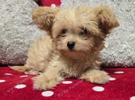 Last small gorgeous red chipoo girl left (11 weeks old)