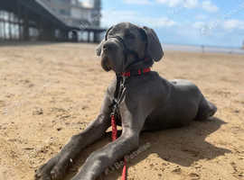 Blue Great Dane puppy for sale