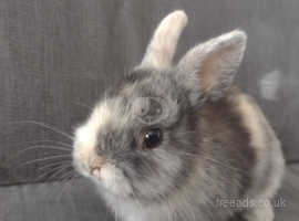 Netherland Dwarf Buck Rabbit