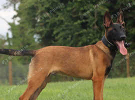 FCI Belgian Malinois