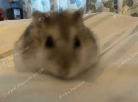 Dwarf hamster boy