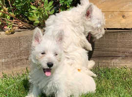 West Highland Terriers For Sale in Leicestershire on Freeads ...