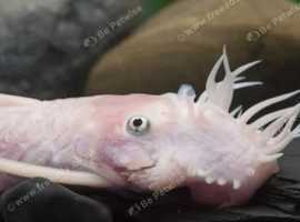 Snow white Bristlenose Pleco young breeding pair