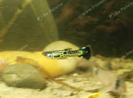 Fish x 12,  Snail x 4