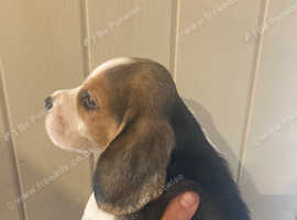 Beagle pups ready 31 aug