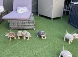 Stunning litter of pocket bullies