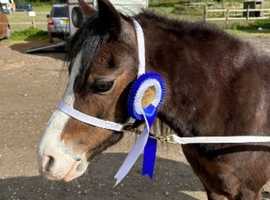 Welsh sec A Polly 13yrs 11.2hh