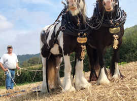 2 cob mares not for sale