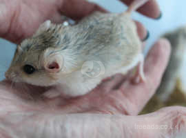 FAT-TAILED GERBILS... also named Duprasi.  2 males for sale, from different litters.