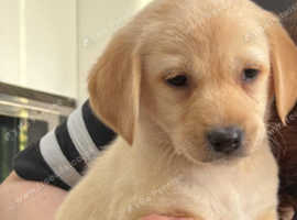 Goldador puppies for sale