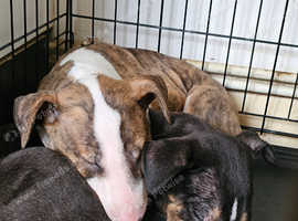 EBT FULL PEDIGREE PUPPY