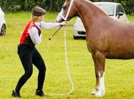 !!13.2 Reg SEC C riding pony!!