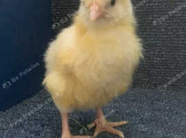 Week old La Bresse Gauloise chicks available