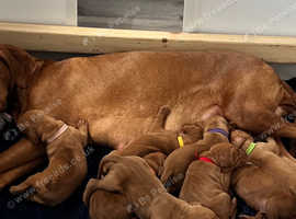 Hungarian Viszla puppies