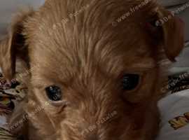 Chipoo pup Rosie