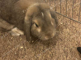 Rabbit