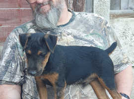 6 month old beautiful jagdterrier with legal tail docked