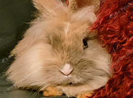 One 3  months old independent rabbit
