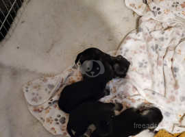 6 adorable miniture schnauzer puppies