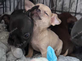 2 Registered KC Chihuahua boys still available *Ready now*
