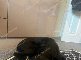 Pointer x deerhound