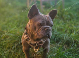 French bulldog male for sale