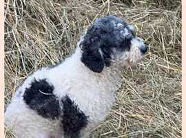 Maltipoo x poodle